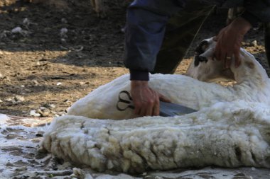 Acarlar sel yatağı ormanı (longoz). Türkiye 'nin kuzeybatısındaki Sakarya ilinde yer alıyor