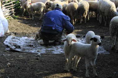 Acarlar sel yatağı ormanı (longoz). Türkiye 'nin kuzeybatısındaki Sakarya ilinde yer alıyor