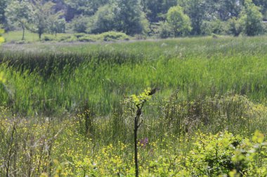 Acarlar sel yatağı ormanı (longoz). Türkiye 'nin kuzeybatısındaki Sakarya ilinde yer alıyor