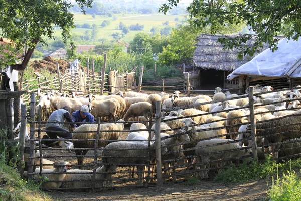 Acarlar Ártéri Erdő Longoz Található Sakarya Tartomány Északnyugati Törökország — Stock Fotó