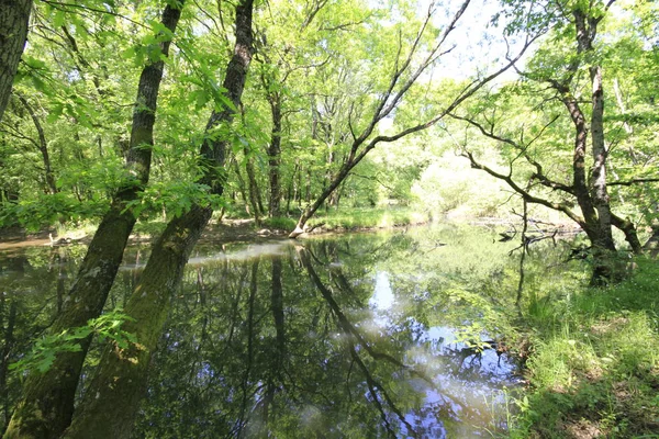 Acarlar sel yatağı ormanı (longoz). Türkiye 'nin kuzeybatısındaki Sakarya ilinde yer alıyor