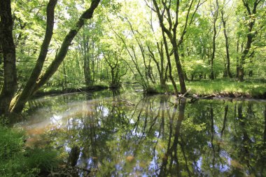 Acarlar, düz ormanı sel basmış. Türkiye 'nin kuzeybatısındaki Sakarya ilinde yer alıyor.