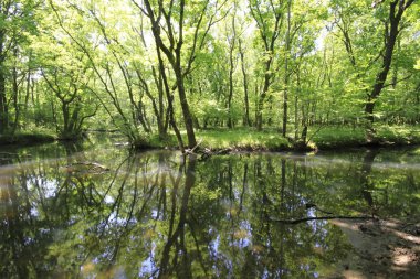 Acarlar, düz ormanı sel basmış. Türkiye 'nin kuzeybatısındaki Sakarya ilinde yer alıyor.