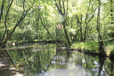 Acarlar, düz ormanı sel basmış. Türkiye 'nin kuzeybatısındaki Sakarya ilinde yer alıyor.
