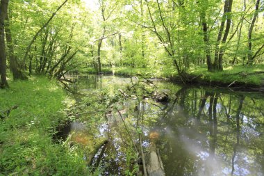 Acarlar, düz ormanı sel basmış. Türkiye 'nin kuzeybatısındaki Sakarya ilinde yer alıyor.