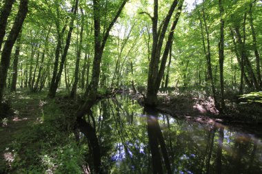 Acarlar, düz ormanı sel basmış. Türkiye 'nin kuzeybatısındaki Sakarya ilinde yer alıyor.