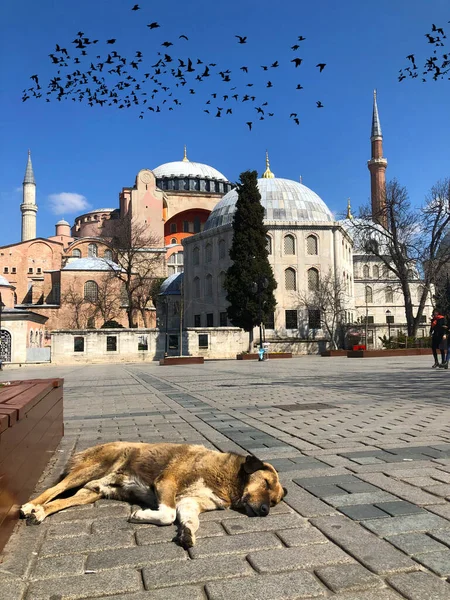 Blue Mosque Hagia Sophia Museum Istanbul Historic City — стокове фото