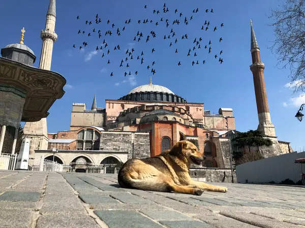 Błękitny Meczet Muzeum Hagia Sophia Stambuł Historyczne Miasto — Zdjęcie stockowe