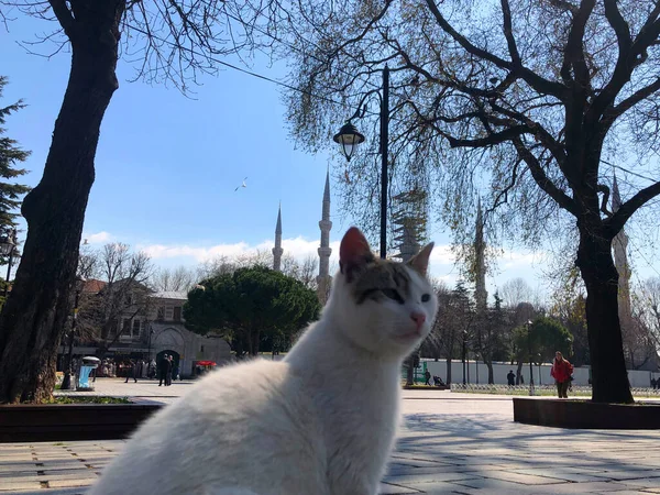 Μπλε Τζαμί Και Αγία Σοφία Μουσείο Istanbul Ιστορική Πόλη — Φωτογραφία Αρχείου