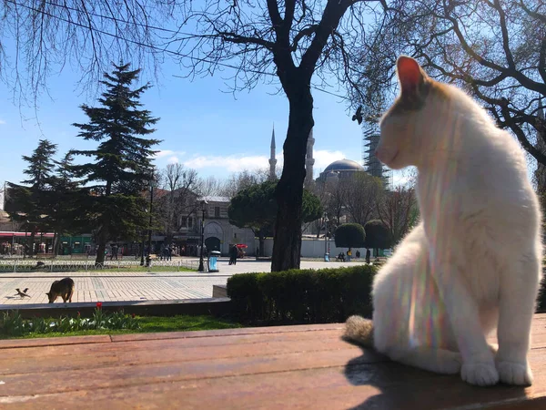 Μπλε Τζαμί Και Αγία Σοφία Μουσείο Istanbul Ιστορική Πόλη — Φωτογραφία Αρχείου