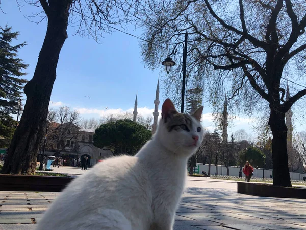 Μπλε Τζαμί Και Αγία Σοφία Μουσείο Istanbul Ιστορική Πόλη — Φωτογραφία Αρχείου