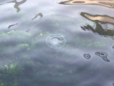 Golden Horn Metro Köprüsü