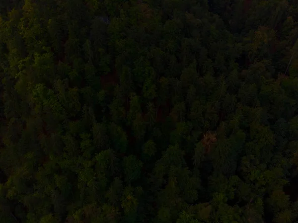 空中俯瞰着五彩斑斓的森林 湖面上有一座小岛 还有一座教堂 秋天斯洛文尼亚的日出 — 图库照片