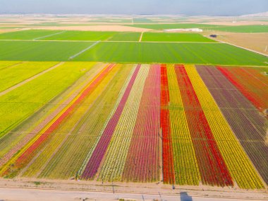 Lale alanları hava görüntüsü / Konya