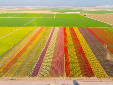 Lale alanları hava görüntüsü / Konya