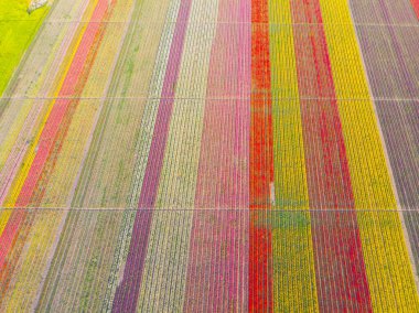 Lale alanları hava görüntüsü / Konya