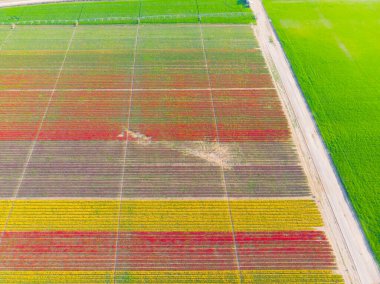 Lale alanları hava görüntüsü / Konya