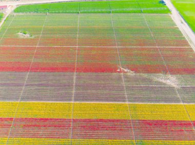 Lale alanları hava görüntüsü / Konya