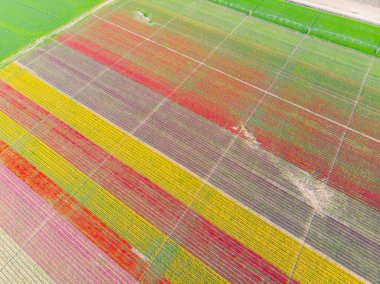 Lale alanları hava görüntüsü / Konya