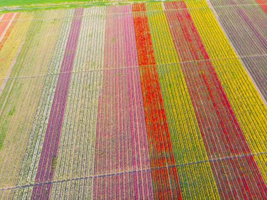 Lale alanları hava görüntüsü / Konya