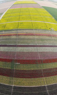 Lale alanları hava görüntüsü / Konya