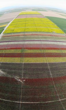 Lale alanları hava görüntüsü / Konya