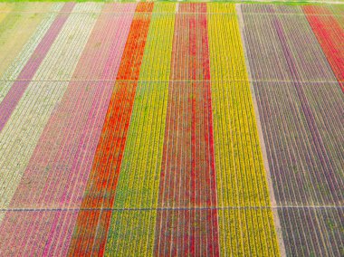 Lale alanları hava görüntüsü / Konya