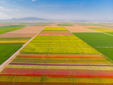 Lale alanları hava görüntüsü / Konya