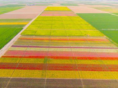Lale alanları hava görüntüsü / Konya