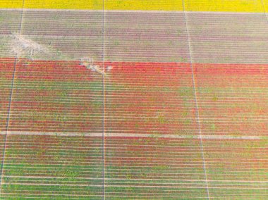 Lale alanları hava görüntüsü / Konya