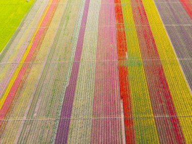 Lale alanları hava görüntüsü / Konya