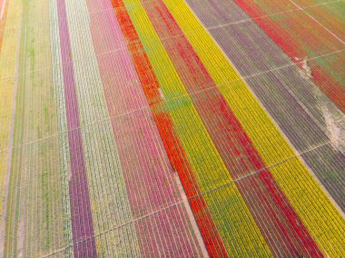 Lale alanları hava görüntüsü / Konya
