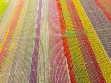 Lale alanları hava görüntüsü / Konya