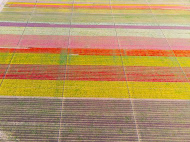 Lale alanları hava görüntüsü / Konya