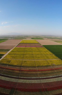 Lale alanları hava görüntüsü / Konya