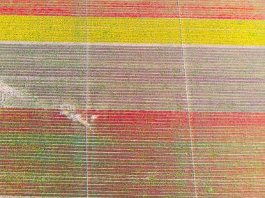 Lale alanları hava görüntüsü / Konya