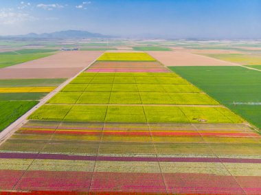 Lale alanları hava görüntüsü / Konya