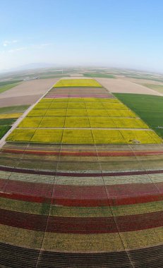 Lale alanları hava görüntüsü / Konya