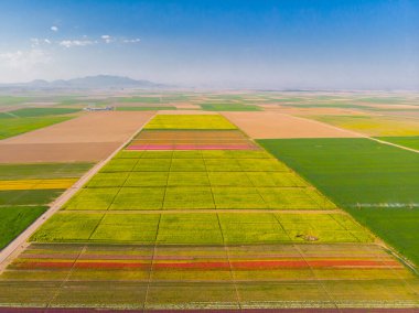 Lale alanları hava görüntüsü / Konya