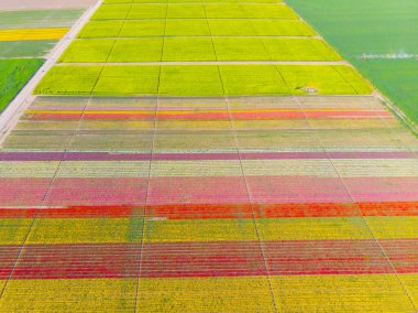 Lale alanları hava görüntüsü / Konya