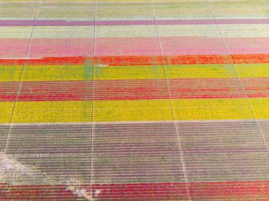 Lale alanları hava görüntüsü / Konya