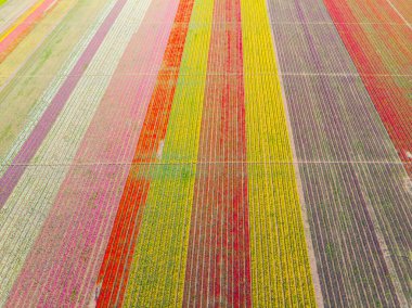 Lale alanları hava görüntüsü / Konya