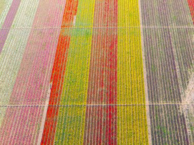 Lale alanları hava görüntüsü / Konya