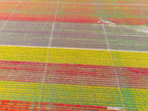 Tulip Fields Aerial View Konya — Stock Photo, Image