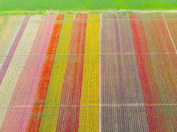 Tulip Fields Aerial View Konya — Stock Photo, Image