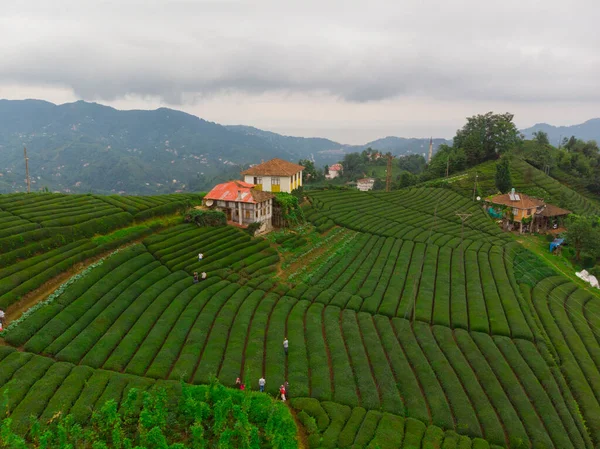 Tea Plantation Paisagem Jardim Rize Turkey House Agricultura Ásia — Fotografia de Stock