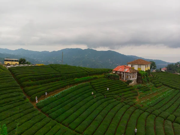 Tea Plantation Landskap Trädgård Rize Turkiet House Jordbruk Asien — Stockfoto