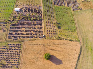 Lavanta alanları, hava manzarası, isparta - Türkiye