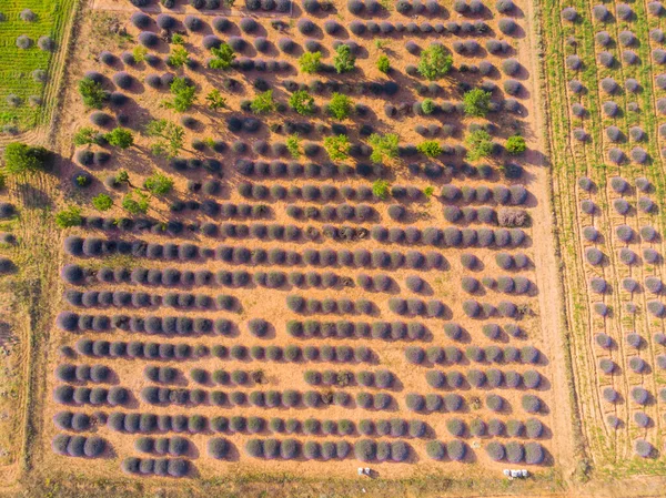 Lavender Fields Aerial View Isparta Turkey — Stock Photo, Image