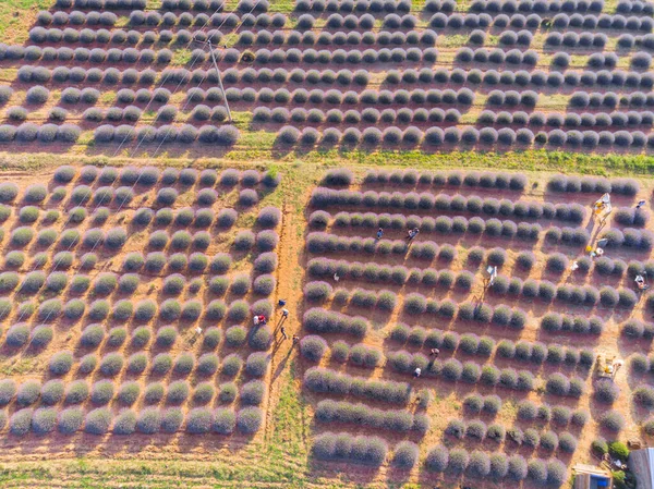 Lavender Fields Aerial View Isparta Turkey — Stock Photo, Image